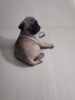 Male pug for sale 40 days old