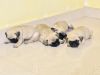 39 days old Pug puppies with kci certificate available