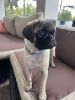 Male pug for sale in Miami area. Pick up and local delivery.