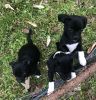 Pug/Chihuahua puppies