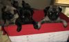 Available pug puppies
