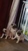 Puggy pair for sale