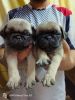 40 days old pug puppies