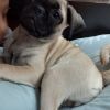 Puppy pug for sale