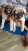 Cute & Healthy Pug puppies for sale