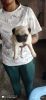 3 female and 1 male pug available