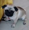 1.5 year fully vaccinated pug dog for sale