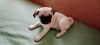 EXCELLENT QUALITY PUG PUPPIES AVAILABLE IN CHENNAI