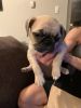 Nice Pug puppies ready to go now