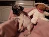 PUgs for great homes