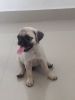 Male PUG pup for sale, 2 months old pup, fully vaccinated