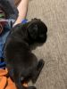 Black pug in need of a new home