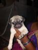 Pug puppy female male available Interested persons DM me