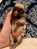 CKC Registered Pug Puppies For Sale