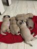 FEMALE PUG PUPPIES FOR SALE