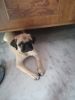 Pug 3 month old very cute pure breed