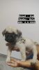 Pug puppies for sale in Bangalore