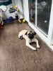 15 months pug for sale male