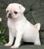 Pug Puppies for sale| Pugs for sale near me| Pug puppies| Cheap Pugs