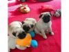 Pug puppies, Males and Females are available,