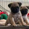FAWN PUG PUPPIES FOR SALE NEAR ME