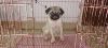 4 months Female pug for sale