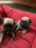 We have male and female pugs