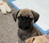 Pug Mix Puppy for Sale