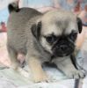 Cute Pug puppies for sale