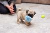 PUG PUPPIES FOR SALE UNDER $500