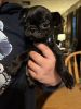 I have three puppies pugs 2 months old 2 females 1male