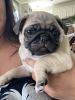 Pug puppies for sales