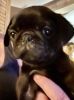 CKC pug puppies available now