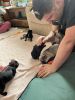 AKC Pug Puppies for sale