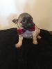 Pug puppy’s for sell