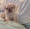 WHITE MALE PUG PUPPY AVAILABLE