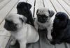 charming black and fawn Pug puppies.