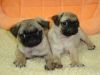 Pugs Puppies For Sale