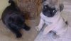 Pug puppies for Adoption( xxxxxx@xxxxx.xx ).,