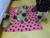 HIGH QUALITY of Fawn Pug Puppies,