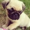 PUG PUPPIES FOR SALE AT THRISSUR