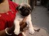 Top quality pug puppies for sale