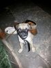Urgent Sell Pug Puppie Femal Just Rupees 10000