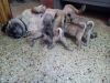 1 month old pug puppies for sale