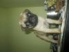 Pug puppy (42days) for sale!!