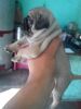 show quality pug puppies available for sale