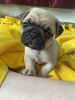 Adorable Pug Puppy (5weeks old)