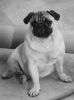PUG Dog (Male) 10 Months Old - Ghaziabad