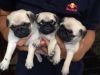 pug puppies for sales