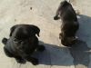 pugs and other breed also available